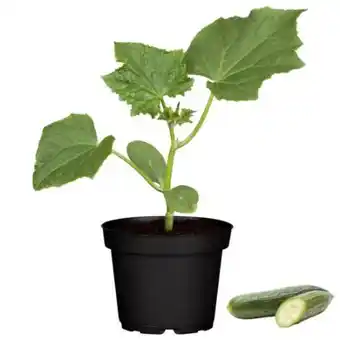 toom Baumarkt Gurkenpflanzen Angebot