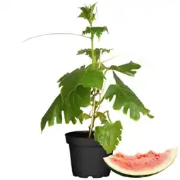 toom Baumarkt Südgemüsepflanzen Angebot