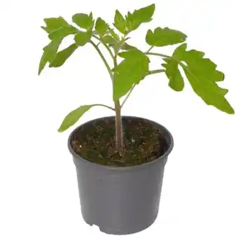 toom Baumarkt Toom Cocktail-Tomate Pflanze Angebot