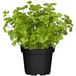 toom Baumarkt Toom Petersilie Angebot