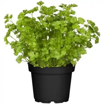 toom Baumarkt Toom Petersilie Angebot