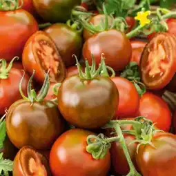 toom Baumarkt Cocktailtomate Pflanzen Angebot
