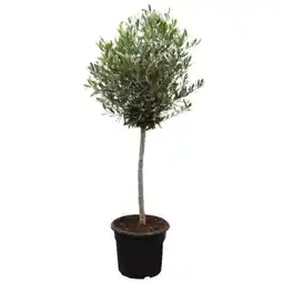 toom Baumarkt Toom Olivenbusch Angebot