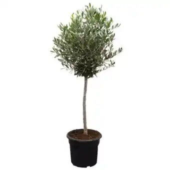 toom Baumarkt Toom Olivenbusch Angebot