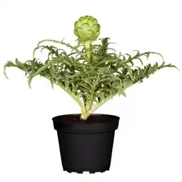 toom Baumarkt Artischocke Vert de Provence Angebot
