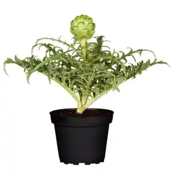 toom Baumarkt Artischocke Vert de Provence Angebot
