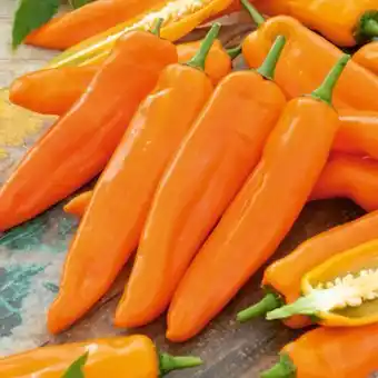 toom Baumarkt Spitzpaprika Coronor Angebot