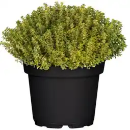 toom Baumarkt Toom Kräuter-Mix Angebot
