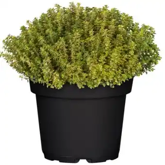 toom Baumarkt Toom Kräuter-Mix Angebot