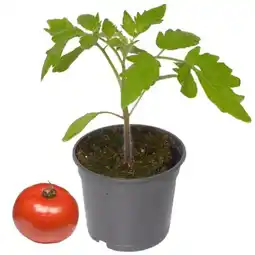 toom Baumarkt Toom Naschgemüse Angebot