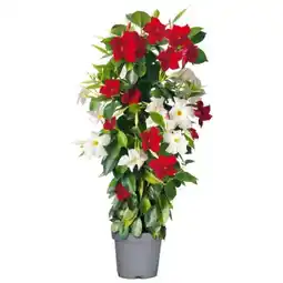 toom Baumarkt Dipladenia Angebot