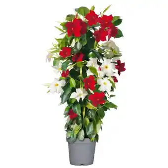 toom Baumarkt Dipladenia Angebot