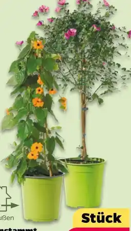NETTO Balkon-Stämmchen Angebot