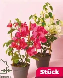 NETTO Bougainvillea Spalier Angebot