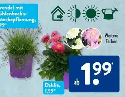 Aldi Süd Gardenline Gräser Angebot
