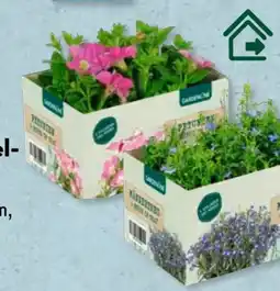 Aldi Süd Gardenline Balkonpflanzen Angebot
