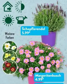 Aldi Süd Gardenline Margeriten-Busch Angebot