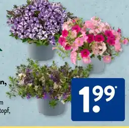 Aldi Süd Gardenline Beetpflanzen Angebot