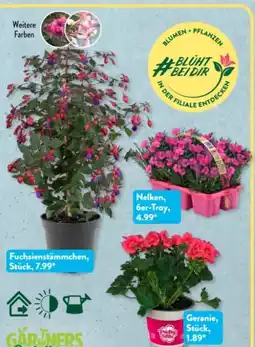 Aldi Süd Gärtners Schätze Fuchsienstämmchen Angebot