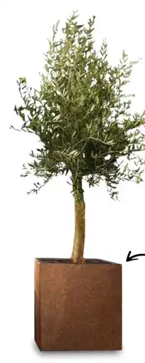Aldi Süd Olivenbaum Florida Angebot