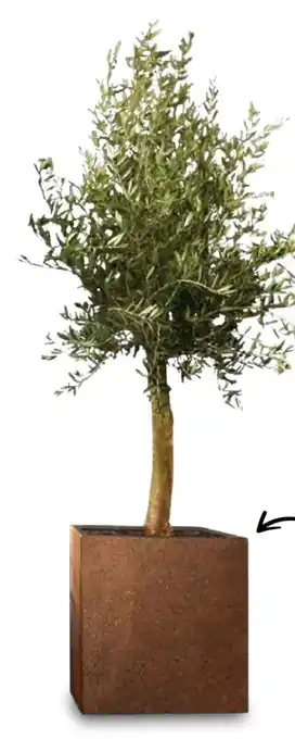 Aldi Süd Olivenbaum Florida Angebot