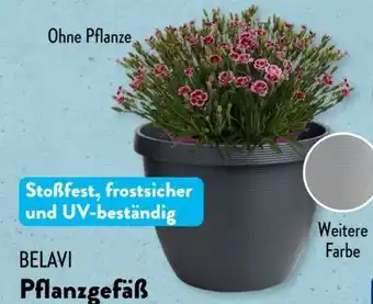 Aldi Süd Belavi Pflanzgefäß Angebot