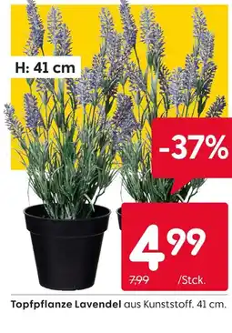 Rusta Topfpflanze lavendel Angebot