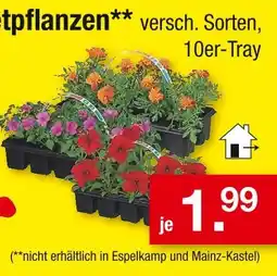 Zimmermann Topfpflanzen Angebot