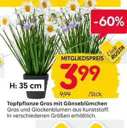 Rusta Topfpflanze gras mit gänseblümchen Angebot