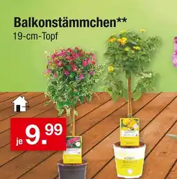Zimmermann Balkonstämmchen Angebot