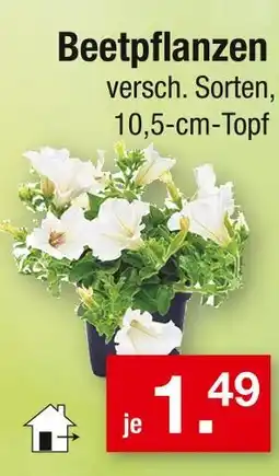 Zimmermann Beetpflanzen Angebot