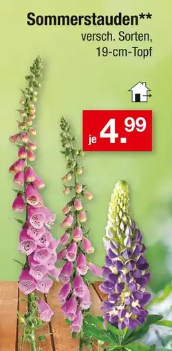 Zimmermann Sommerstauden Angebot
