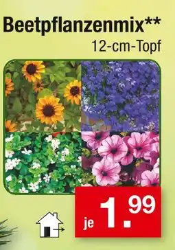 Zimmermann Beetpflanzenmix Angebot