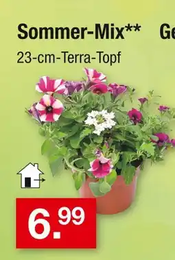 Zimmermann Sommer-mix Angebot