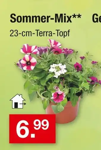 Zimmermann Sommer-mix Angebot