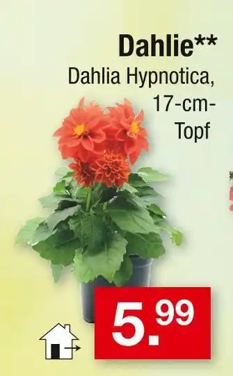 Zimmermann Dahlie Angebot
