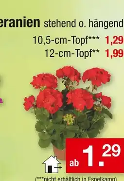 Zimmermann Geranien Angebot