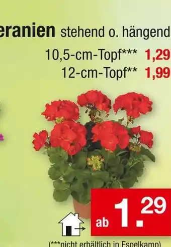 Zimmermann Geranien Angebot