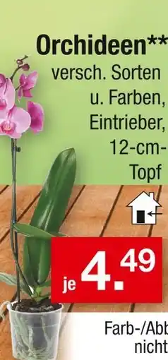 Zimmermann Orchideen Angebot