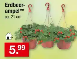 Zimmermann Erdbeerampel Angebot