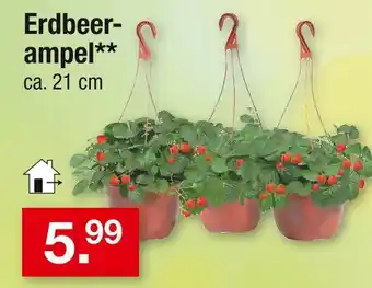 Zimmermann Erdbeerampel Angebot