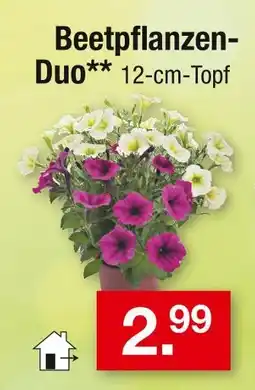 Zimmermann Beetpflanzen-duo Angebot