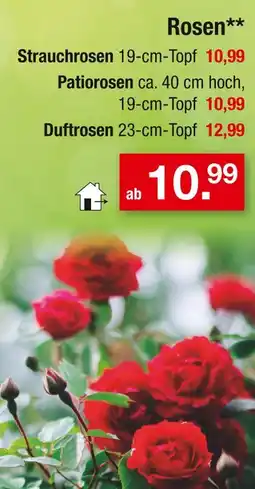 Zimmermann Rosen Angebot