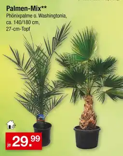 Zimmermann Palmen-mix Angebot