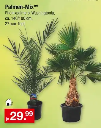 Zimmermann Palmen-mix Angebot
