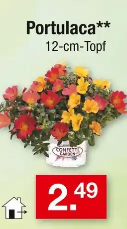 Zimmermann Confetti garden portulaca Angebot