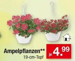 Zimmermann Ampelpflanzen Angebot