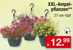Zimmermann Xxl-ampel-pflanzen Angebot