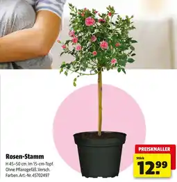 Hagebau Rosen-stamm Angebot