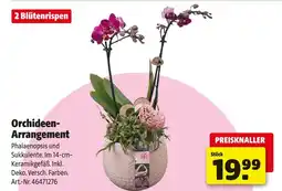 Hagebau Orchideen-arrangement Angebot